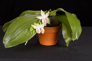 Phalaenopsis bellina var murtoniana ‘Norman’ CHM/AOS 80 pts. 20215975